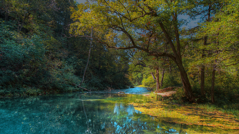 Trees covering Blue Spring in the Ozarks near Ellington, Missouri