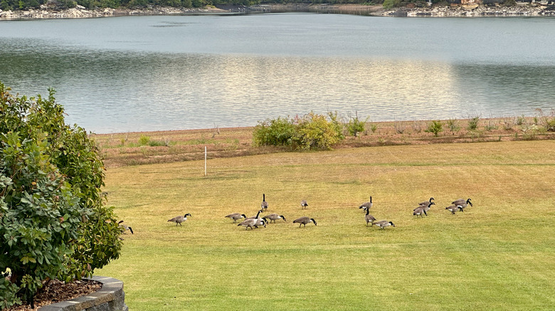 Geese grazing on Beaver Lake