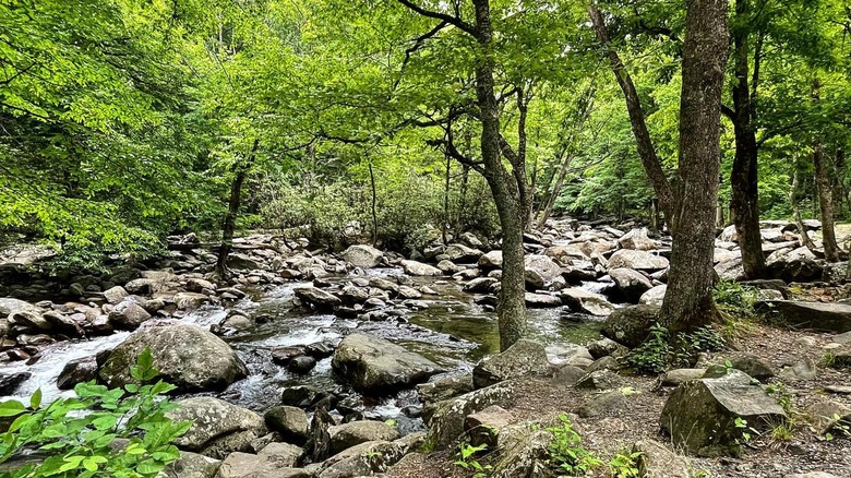 Green shaded area with water in a forest