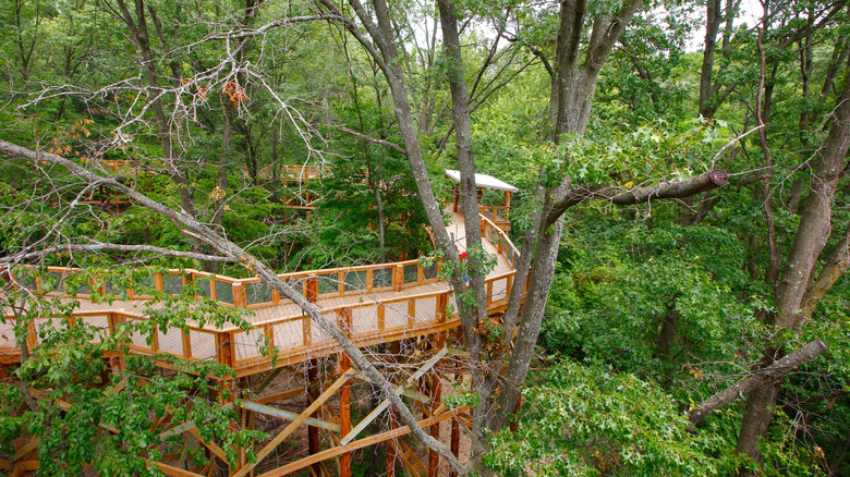 Canopy Walk in ﻿﻿Blacklick Woods Metro Park﻿