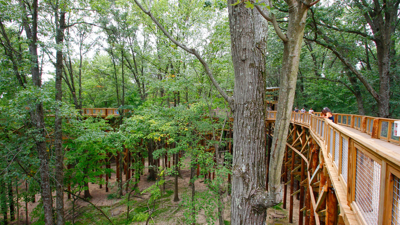 The Canopy Walk in Blacklick Woods