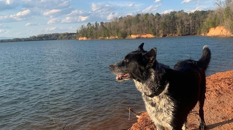 A dog stands on a lakeshore