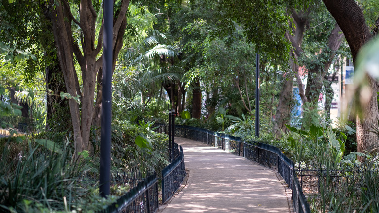 Lush pathway between trees in Parque Mexico, Condesa
