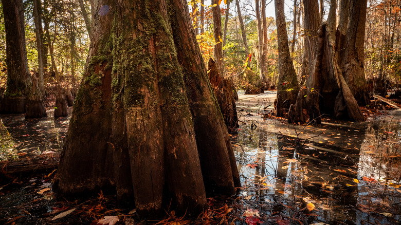 Bald Cypress Trees along the Bald Cypress Trail at First Landing State Park, Virginia