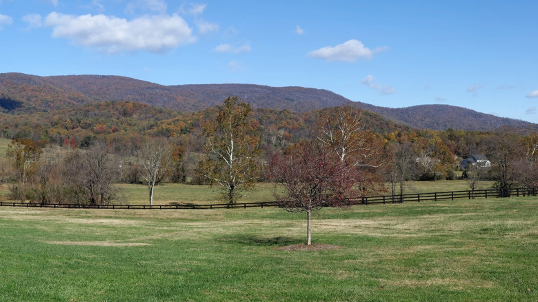 Field dotted with trees in front of Blue Ridge Mountains, Virginia