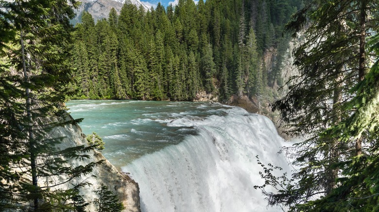 green trees next flowing waterfall under blue sky
