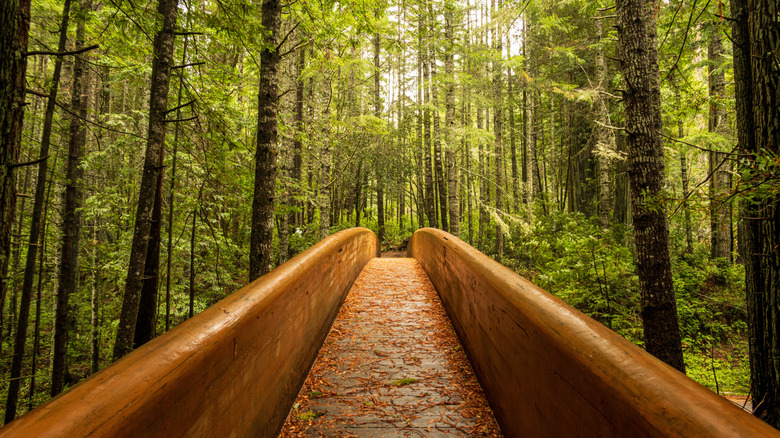 wooden bridge surrounded by tall tree trunks and green leaves in Lady Bird Johnson Grove, Redwood National Park, California