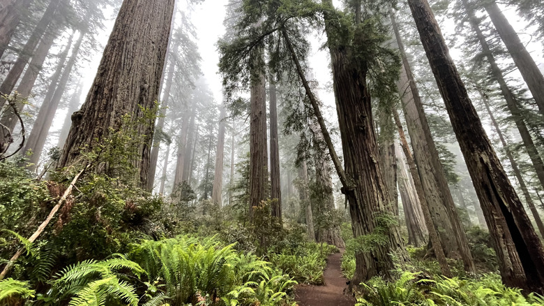 Towering redwood trees on a misty day on Lady Bird Johnson Grove trail in Redwood National Park, California