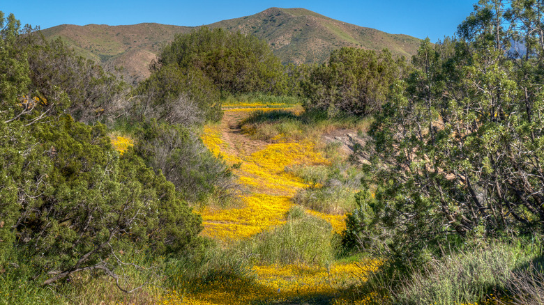 Sierra Pelona Mountains with yellow flowers below