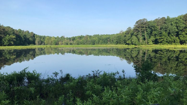 Beaver Lake, Pocahontas State Park, Virginia