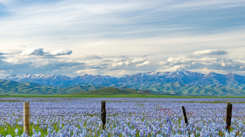 Mountains loom over Camas Prairie