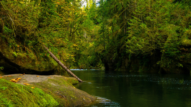 Sunny day in Green River Gorge, Washington