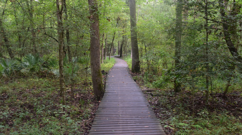 A hiking trail through Huntsville State Park, Texas