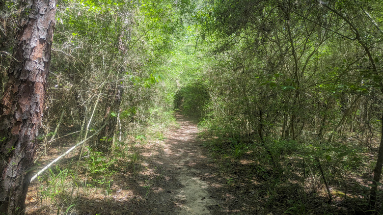 The Lone Star Hiking Trail, Sam Houston National Forest, Texas