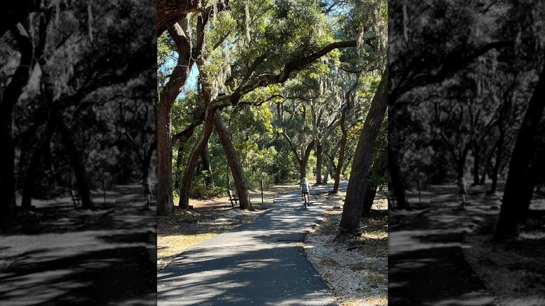 A person riding a bike under the shade of mossy oak trees at Gulf State Park in Alabama