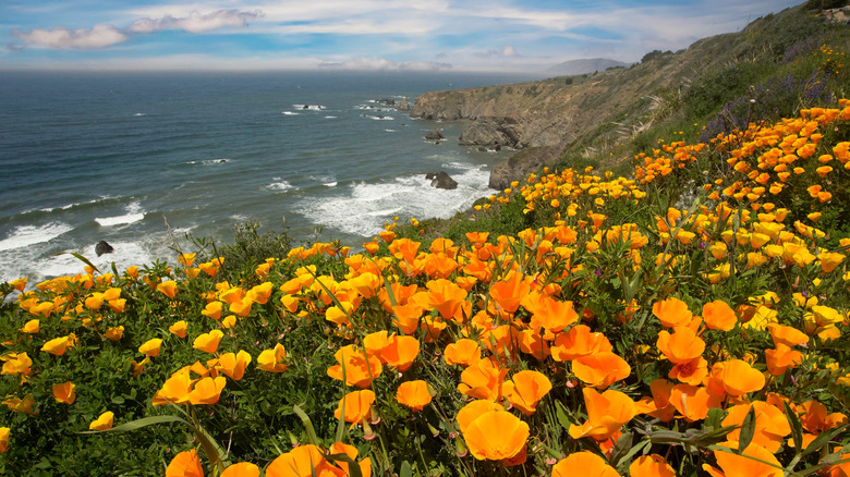 Poppies overlooking California Coast in Shelter Cove, California