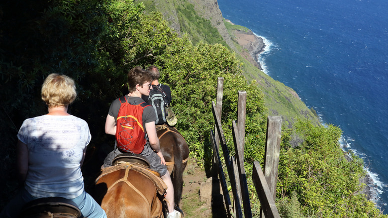 Tourists riding mules in Kalaupapa, Hawaii
