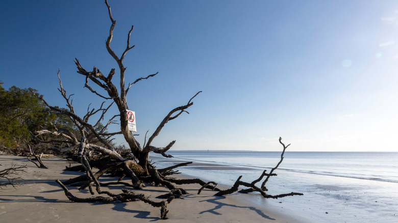 Driftwood formation on St. Andrews Beach, Georgia