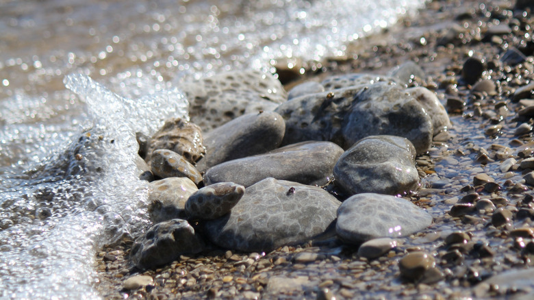Close-up of Petoskey stones on the beach