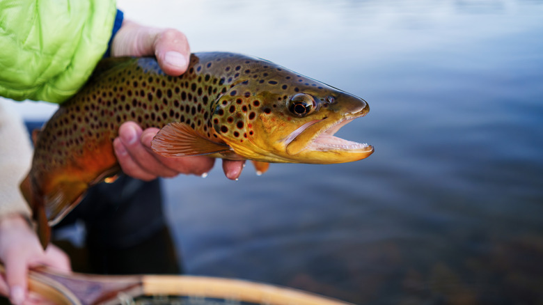 A closeup of an fly fisher holding a large brown trout over the surface of the water