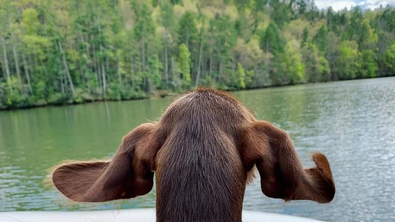 A dog looks out at Apalachia Lake from a boat in western North Carolina