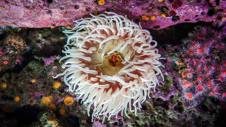 An anemone grows out of color sea rocks