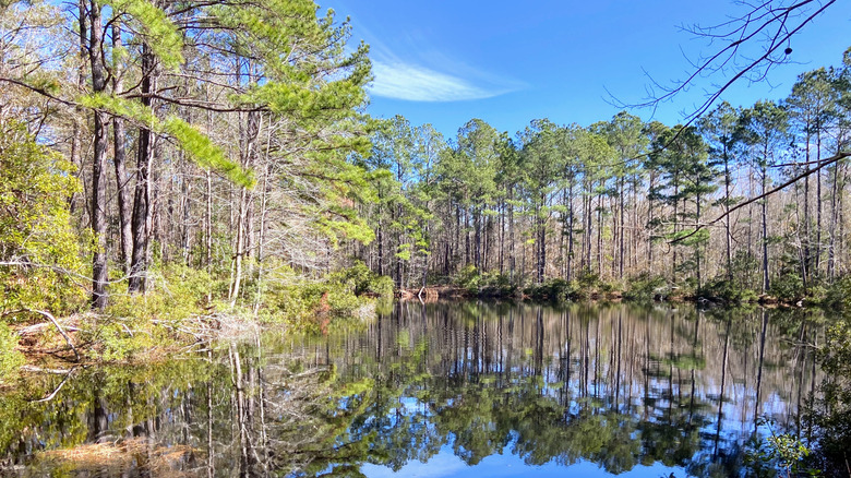 Francis Marion National Forest in Awendaw, South Carolina