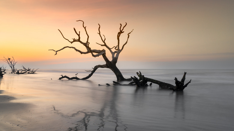 Boneyard Beach in Cape Romain National Wildlife Refuge at sunrise, Awendaw, South Carolina