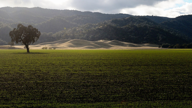 Capay Valley field and hills with one lone tree
