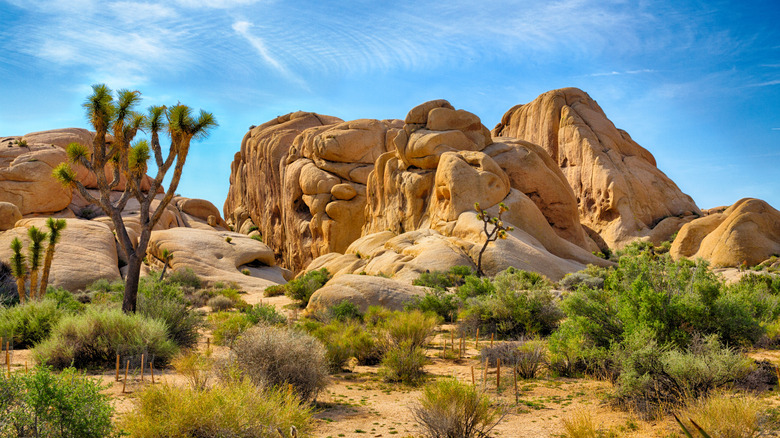 Unique rocks, boulders, and yucca trees of Joshua Tree National Park