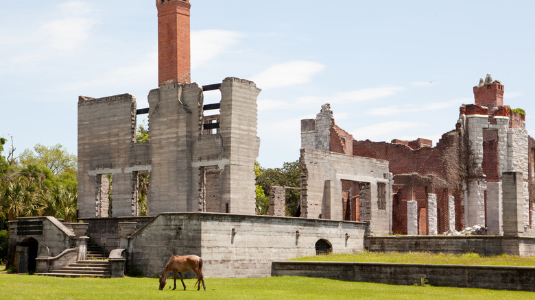 A horse grazes in front of the Dungeness Ruins