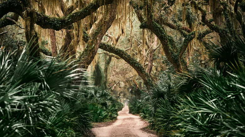 Live oak trees in Cumberland Island