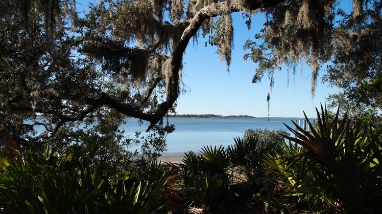 A view of the sea through moss-covered oaks on Cumberland Island