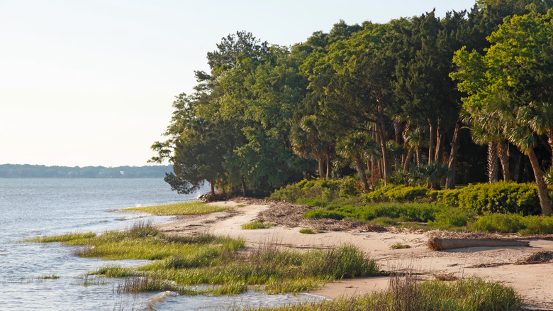 The sandy shores of Daufuskie Island framed by palm trees and forests