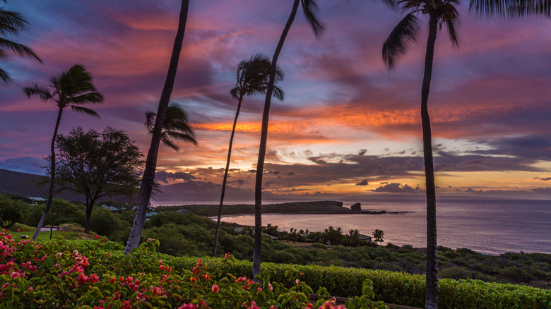 A sunrise over a Lanai bay, with tall palm trees swaying in the foreground