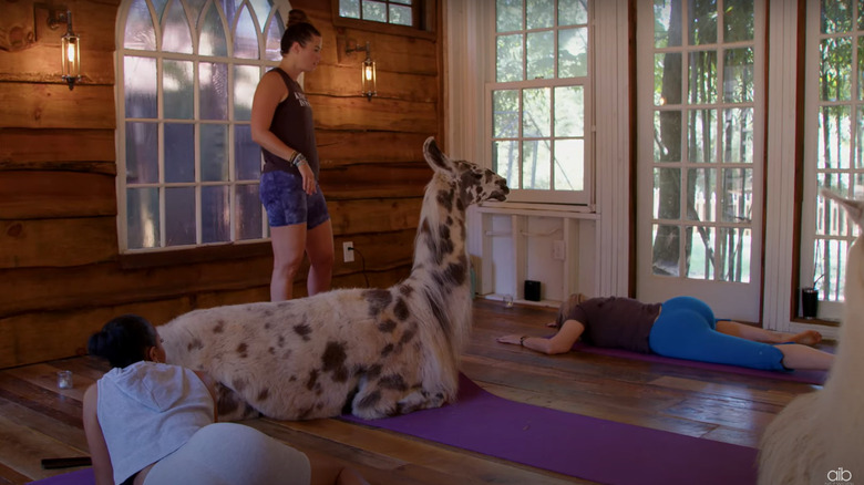 Llama sitting at Llama Yoga