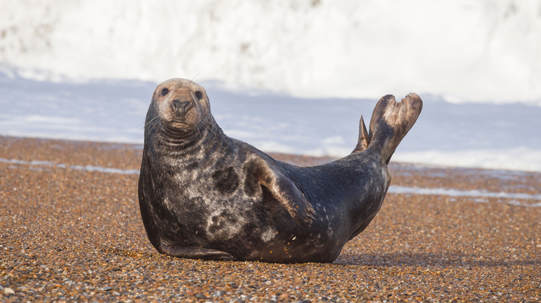 Seal at Blakeney Point in Norfolk