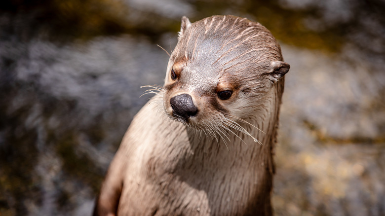 Closeup of river otter with blurred background at High Desert Museum