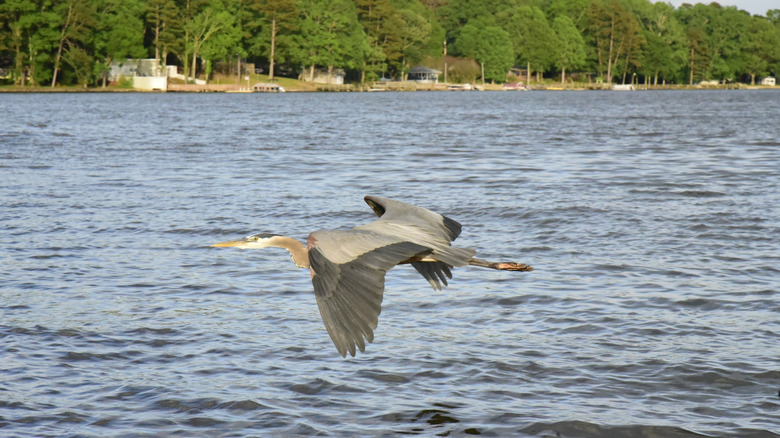 Blue heron flies over High Rock Lake
