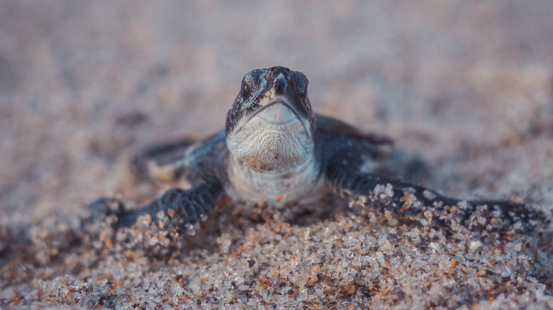 Baby turtle at Canaveral National Seashore