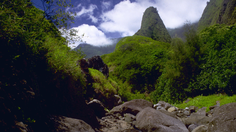 vibrant lush green forest mountain peaks