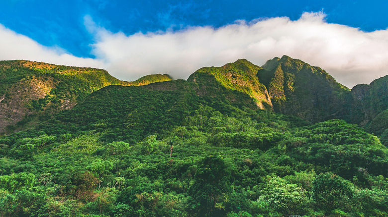 view of lush maui forest