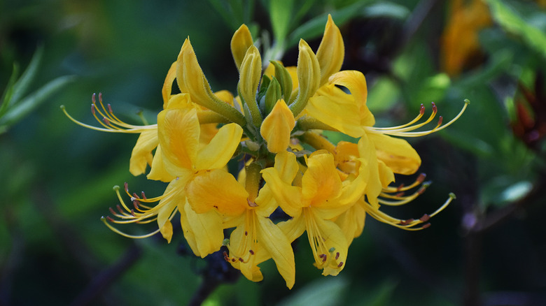 yellow Florida flame azalea