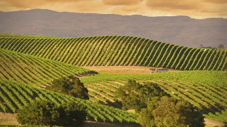 Hills of vineyards in Napa Valley, California, at sunset