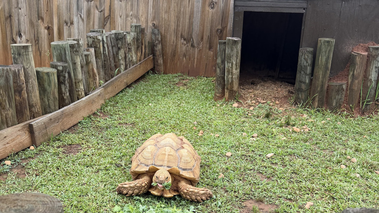 a turtle at Georgia Untamed Zoo