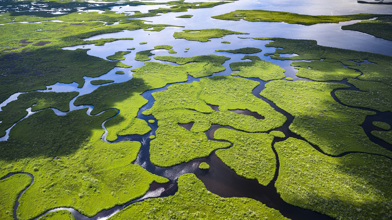 Aerial view of the Florida Everglades