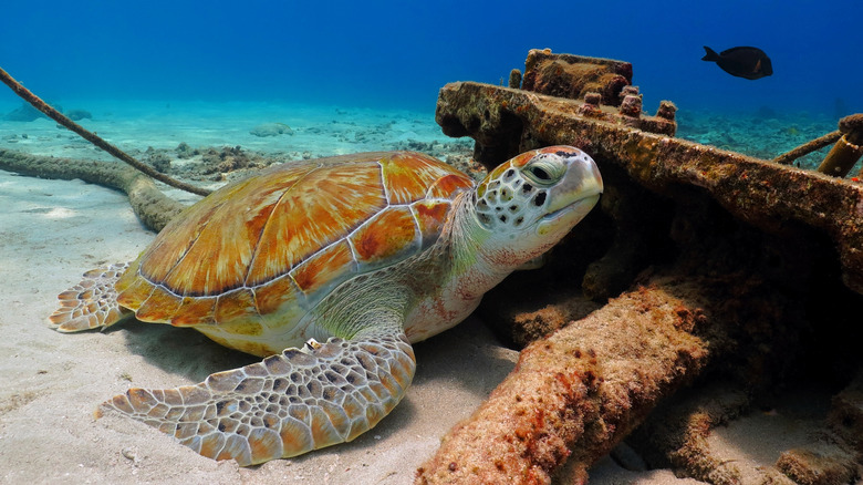 Sea turtle and shipwreck on ocean floor