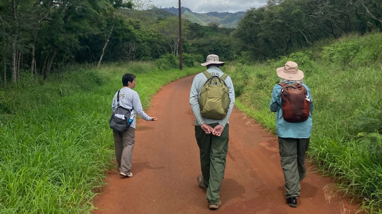 Archaeologists walk around heavily vegetated areas of Honouliuli National Historic Site