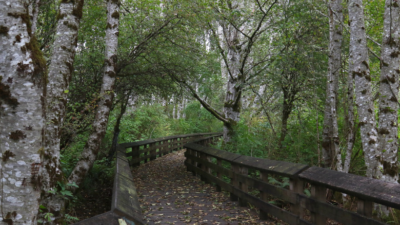 Boardwalk trail in Grays Harbor National Wildlife Refuge