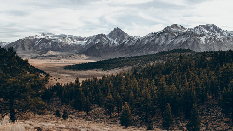 Snowy mountains rising behind forests in California